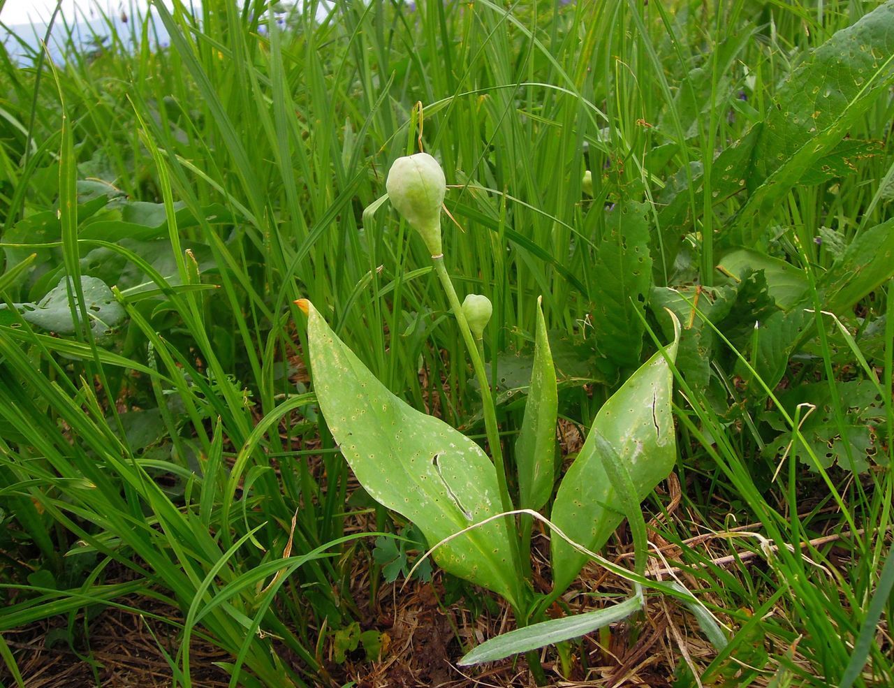 Изображение особи Erythronium sibiricum.