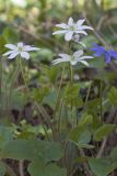 Hepatica nobilis