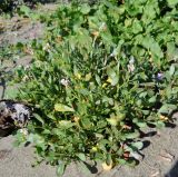 Cakile maritima subspecies integrifolia