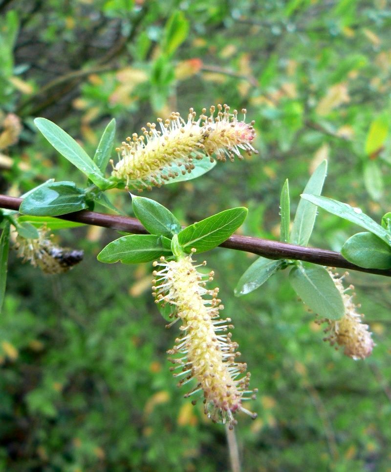 Изображение особи Salix purpurea.