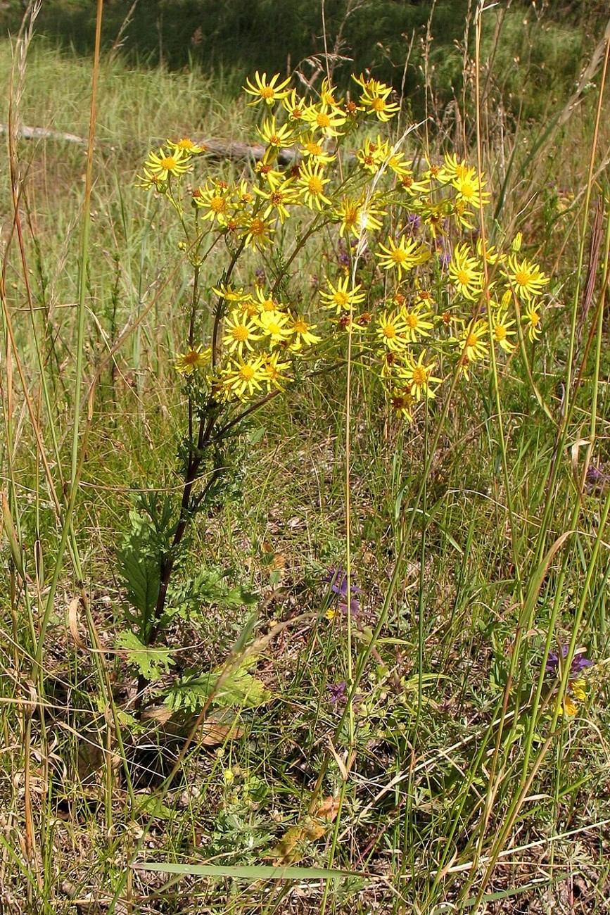 Изображение особи Senecio jacobaea.