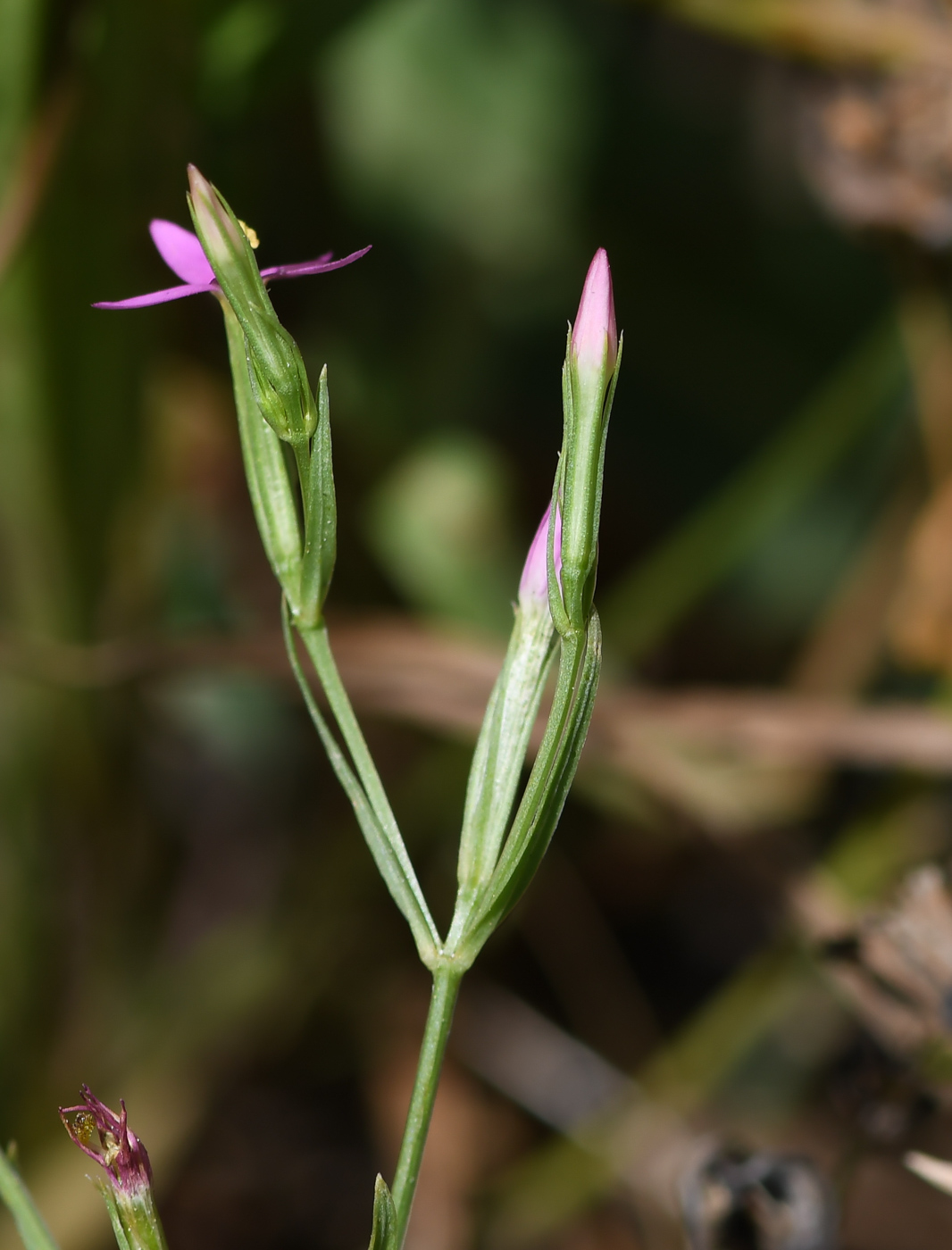 Image of Centaurium tenuiflorum specimen.