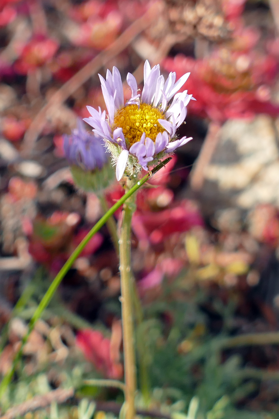 Image of Erigeron compositus specimen.