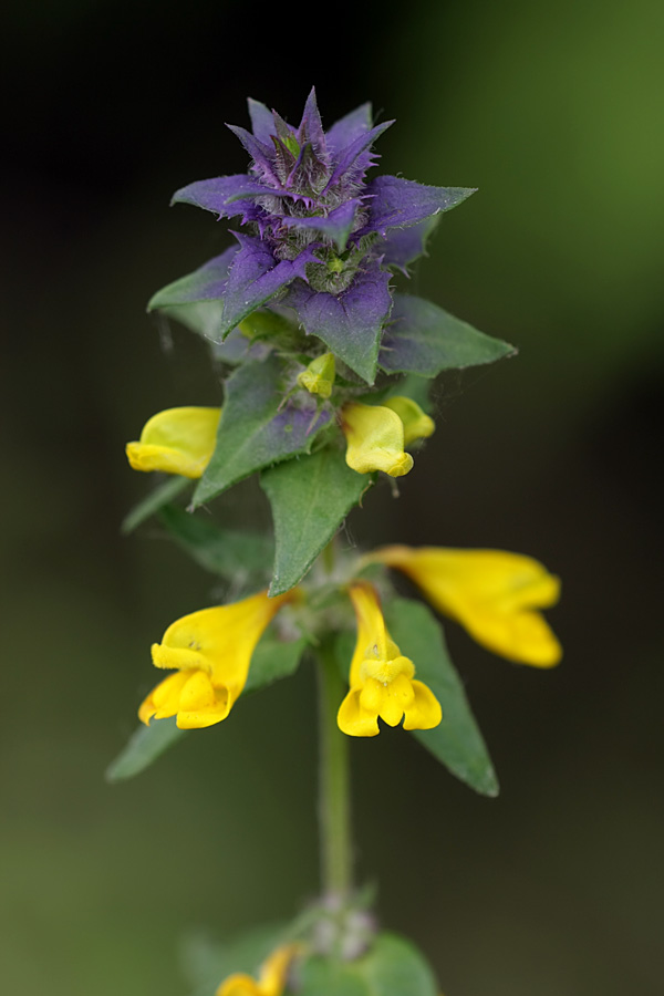 Image of Melampyrum nemorosum specimen.