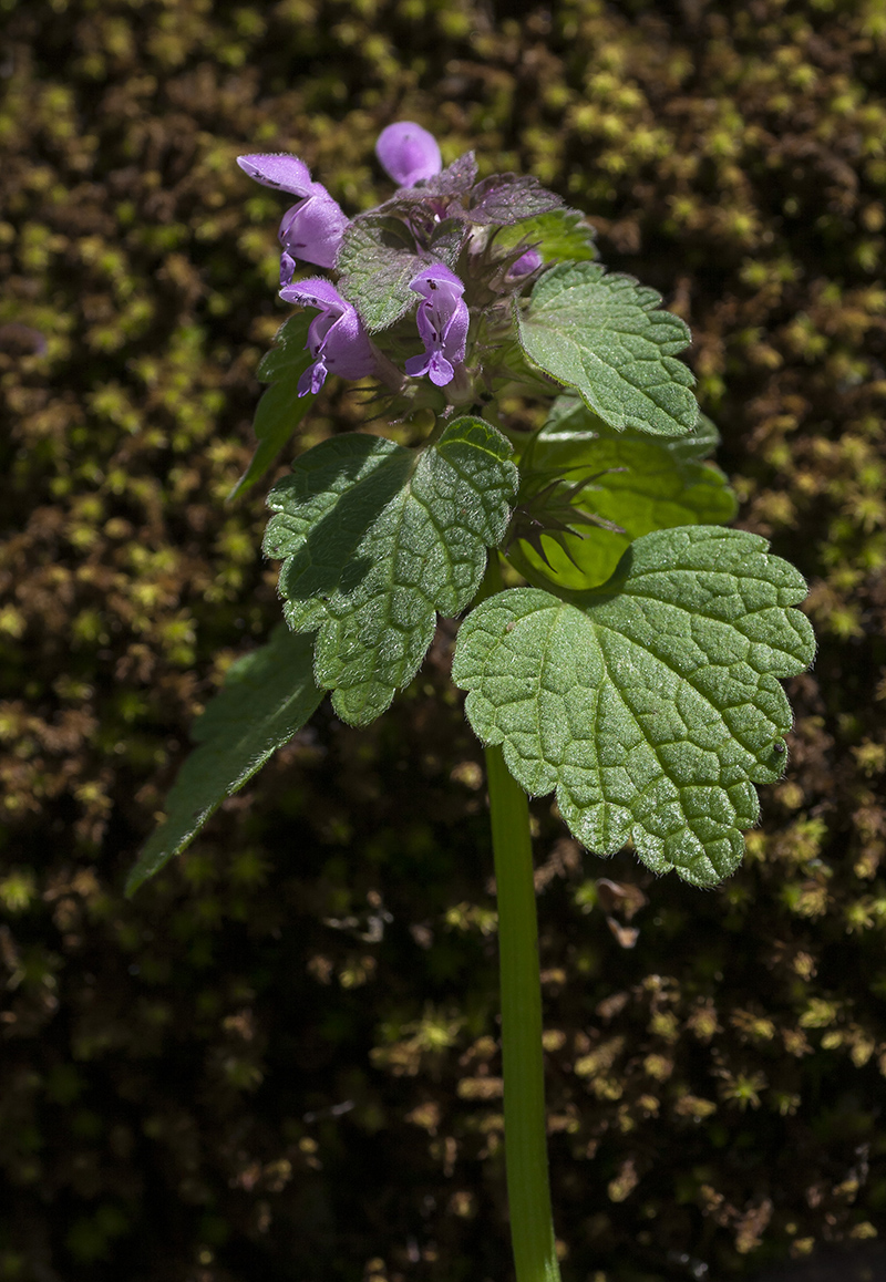 Изображение особи Lamium purpureum.