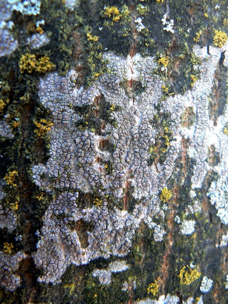 Image of genus Lecanora specimen.