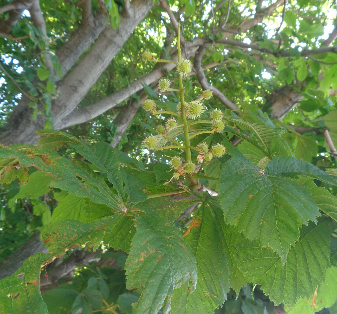 Image of Aesculus hippocastanum specimen.