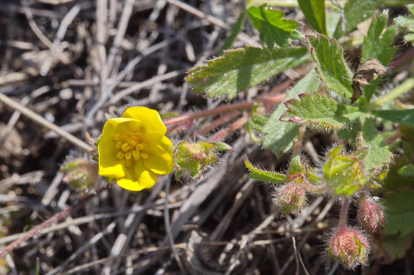 Изображение особи Potentilla humifusa.