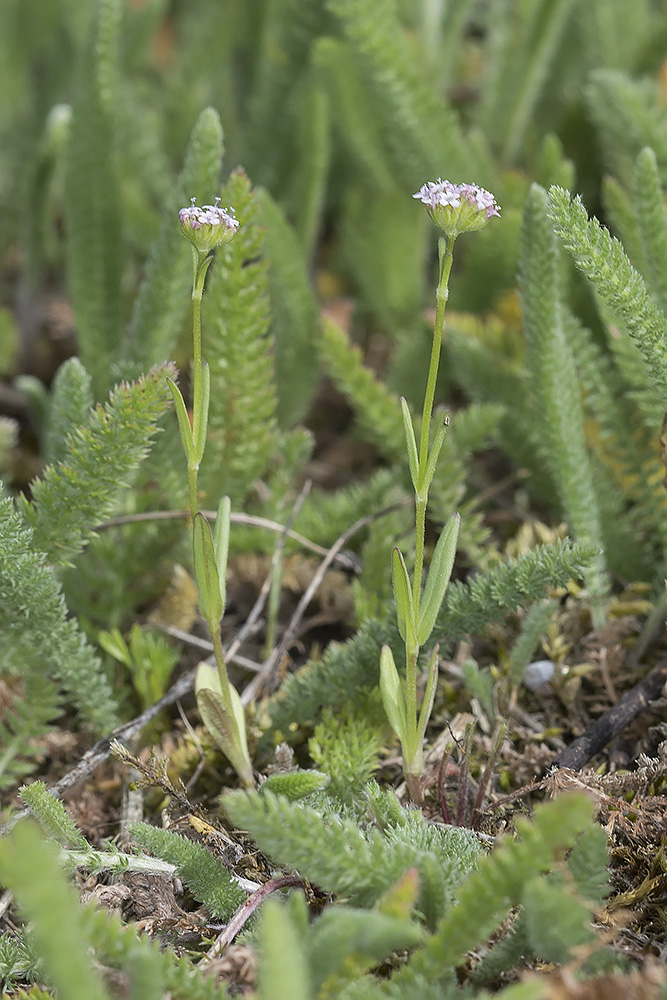 Image of Valerianella coronata specimen.