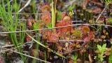 Drosera rotundifolia. Группа растений с яркой пигментацией, некоторые с соцветиями и бутонами. Нижегородская обл., Ардатовский р-н, окр. дер. Венец, заболоченная вырубка около железной дороги; на песчаной почве с примесями верхового торфа на поверхности. 22.06.2018.