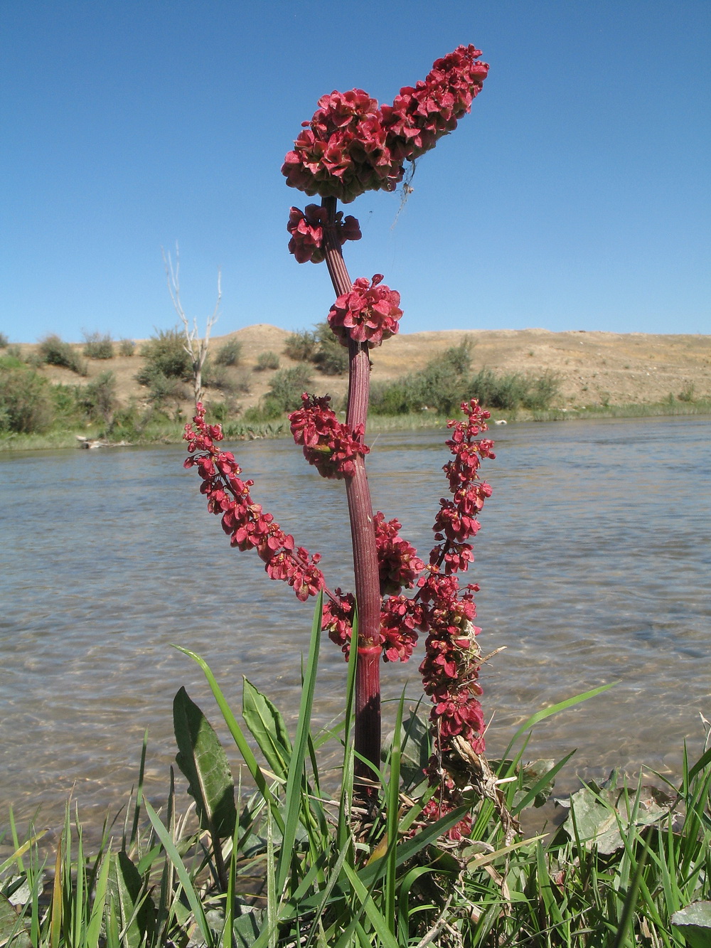 Изображение особи Rumex popovii.