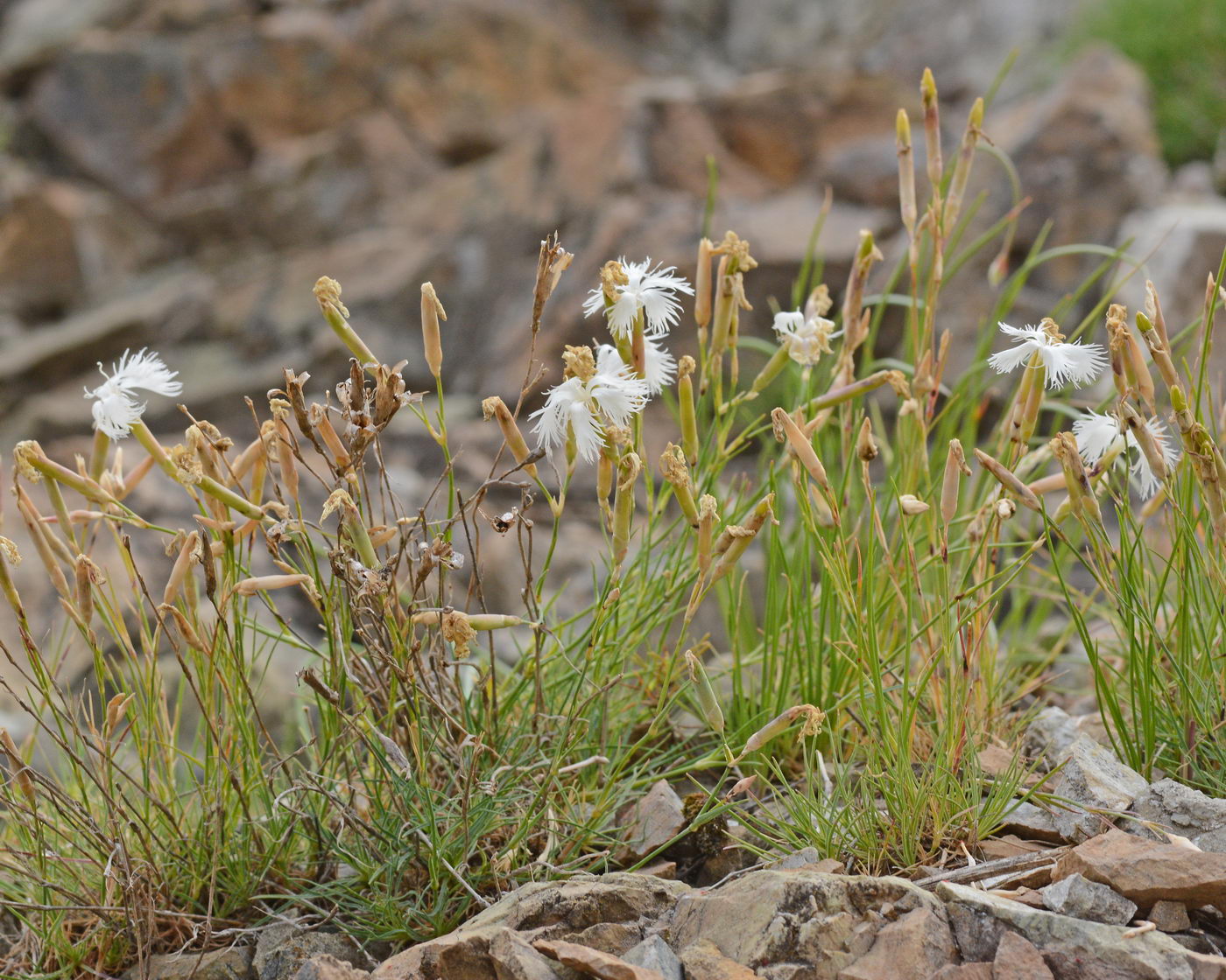 Изображение особи Dianthus acicularis.