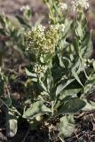 Cardaria repens. Цветущее растение. Восточный Кызылкум. 03.05.2010.