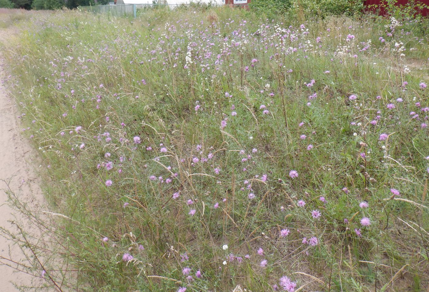 Изображение особи Centaurea scabiosa.