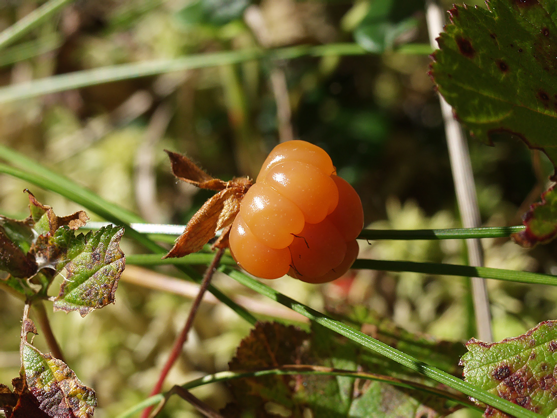 Image of Rubus chamaemorus specimen.