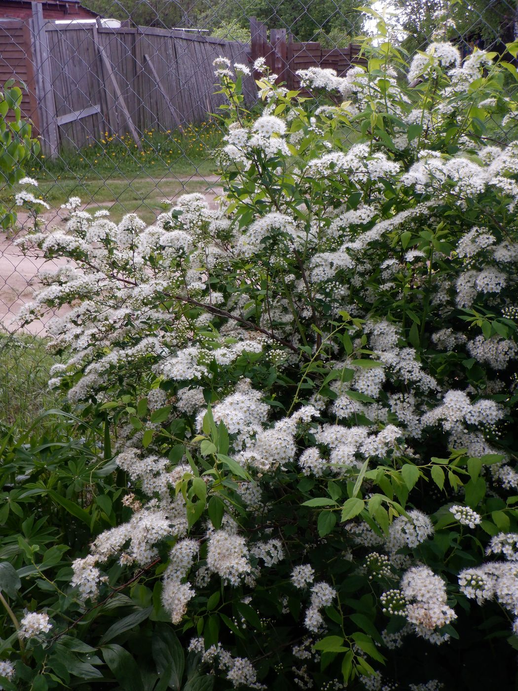 Image of Spiraea crenata specimen.