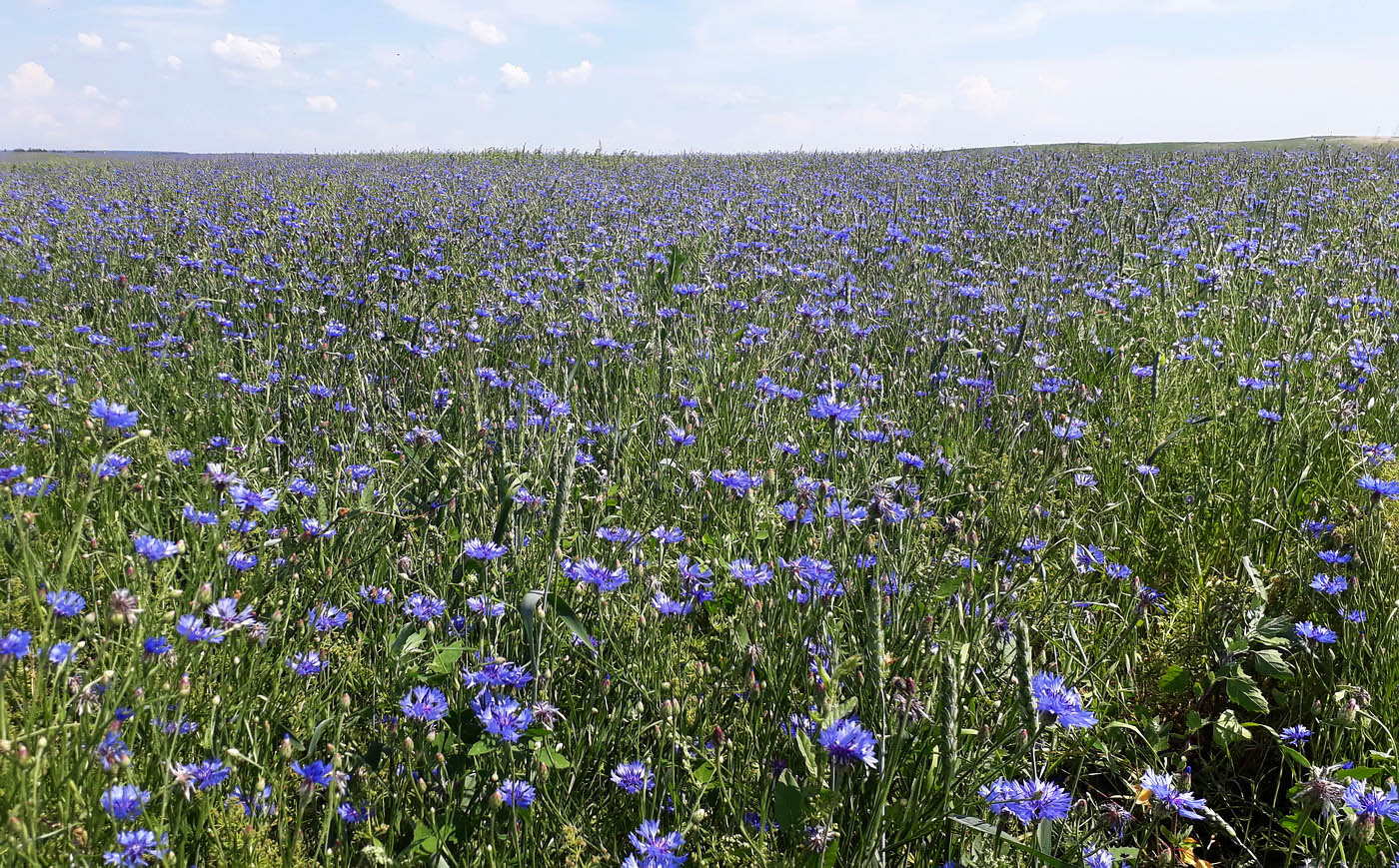 Image of Centaurea cyanus specimen.