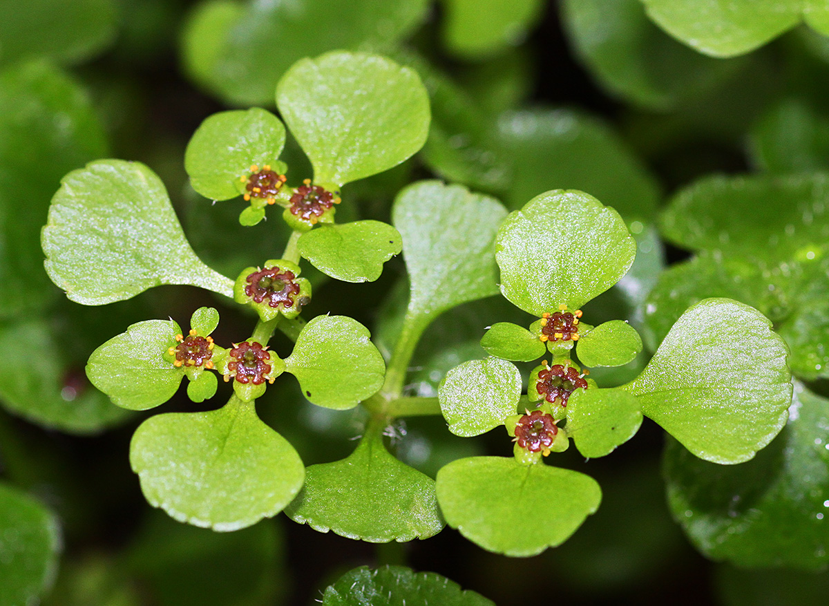 Image of Chrysosplenium ramosum specimen.