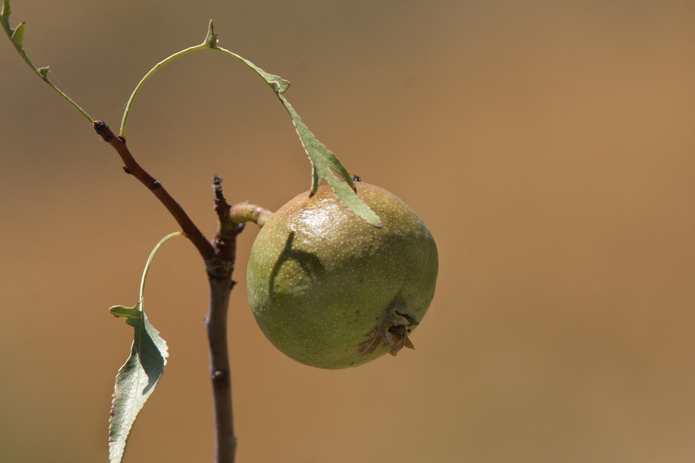 Изображение особи Pyrus regelii.