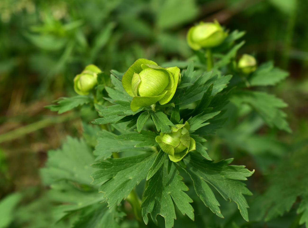 Изображение особи Trollius europaeus.