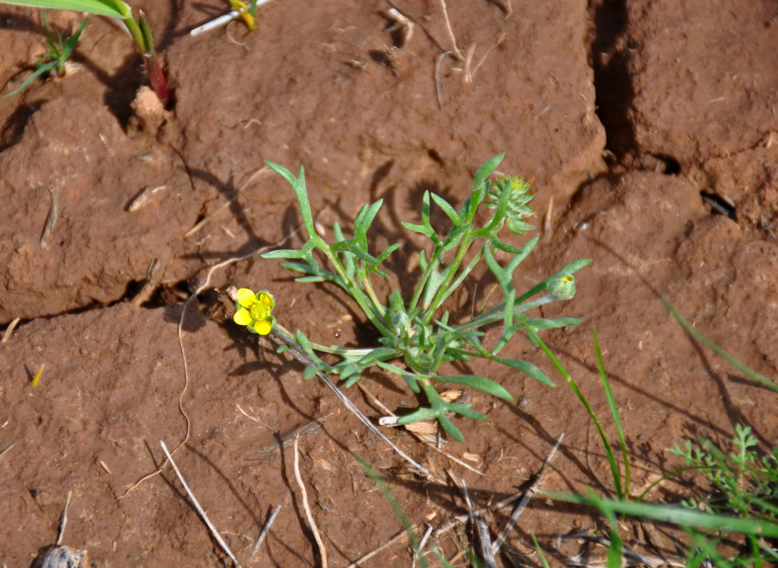 Image of genus Ceratocephala specimen.