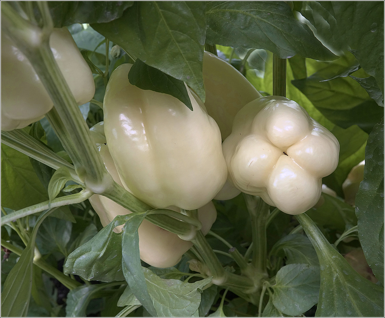 Image of Capsicum annuum specimen.