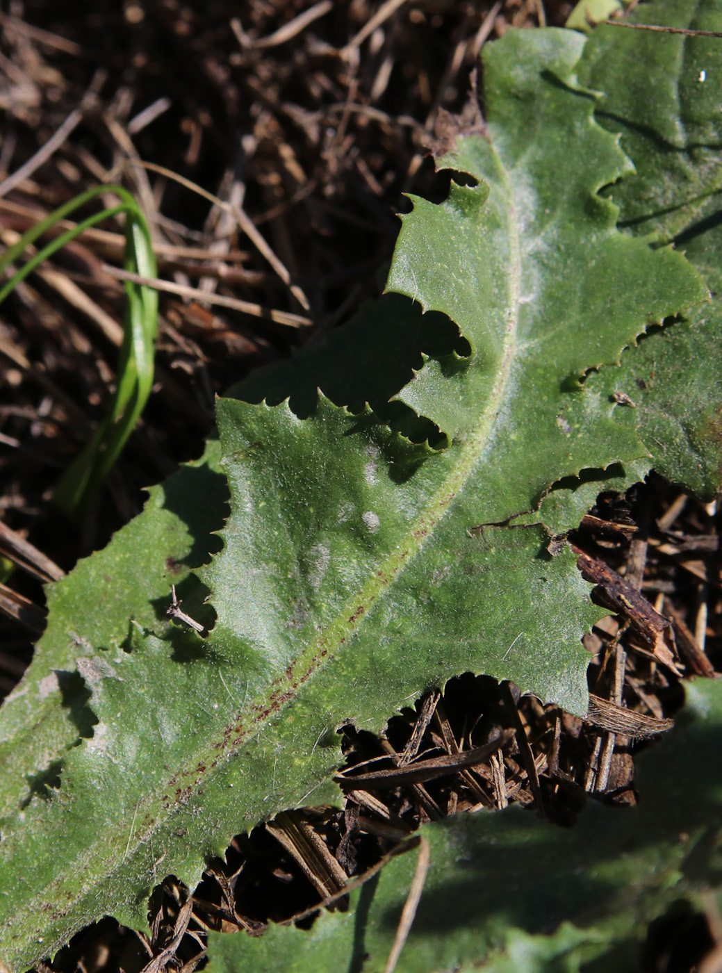 Изображение особи Taraxacum serotinum.