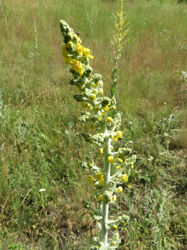 Image of Verbascum pulverulentum specimen.