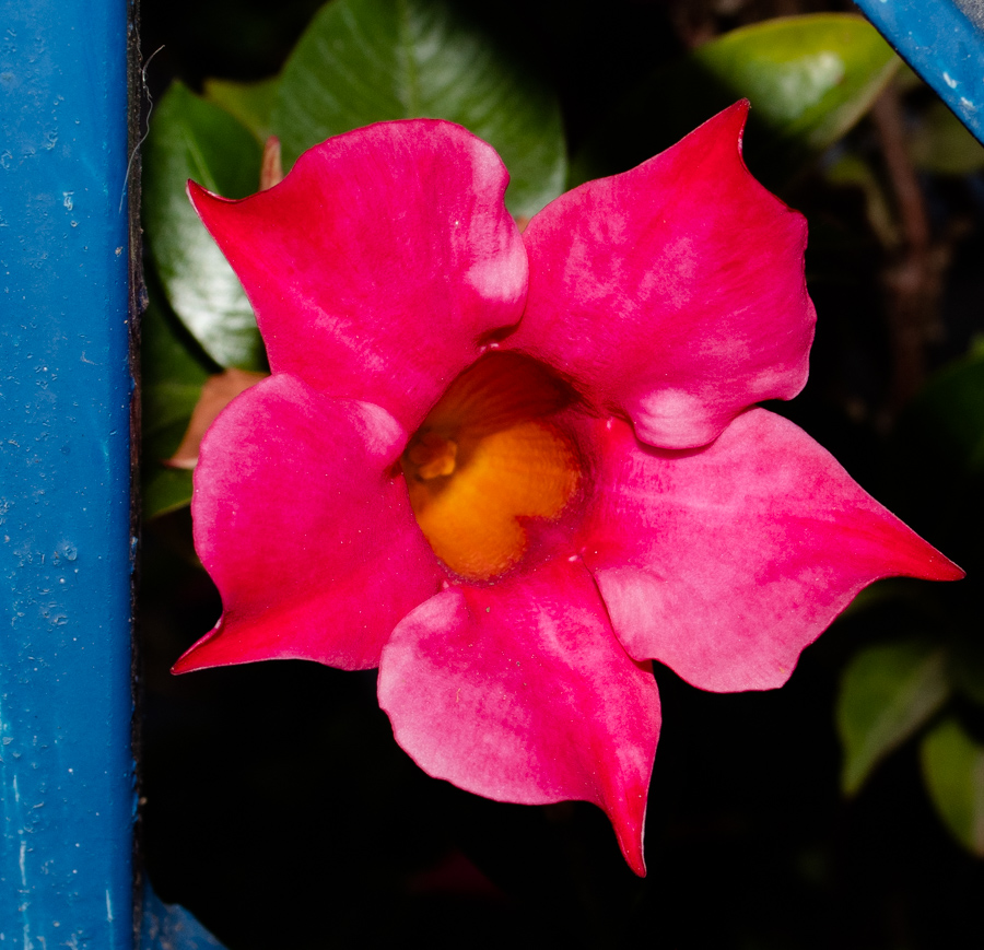 Image of Mandevilla sanderi specimen.