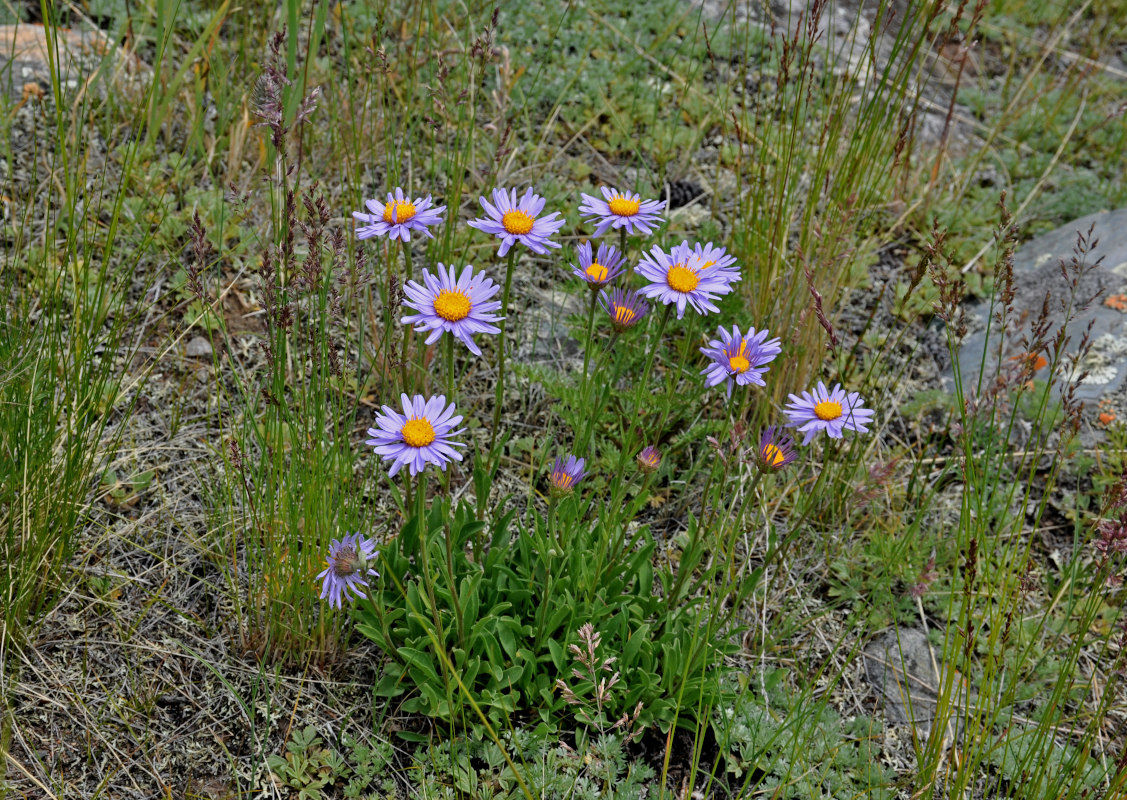 Изображение особи Aster alpinus.