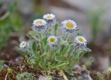 Erigeron uniflorus