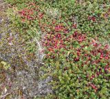 Empetrum rubrum