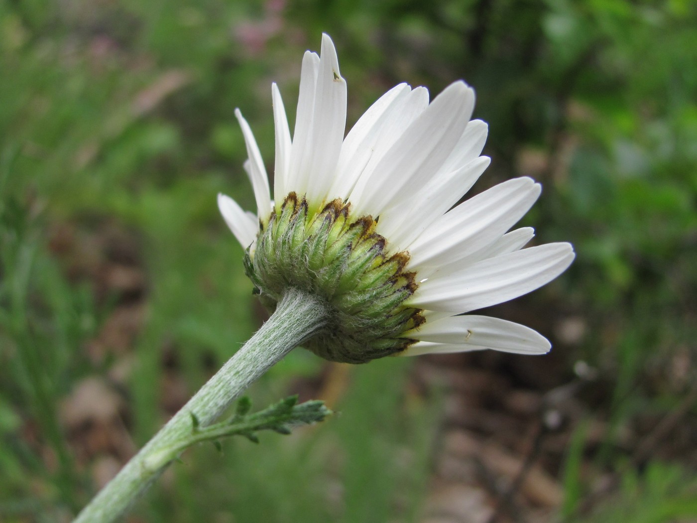 Изображение особи род Anthemis.