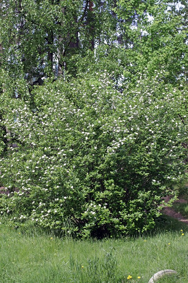 Изображение особи &times; Sorbaronia mitschurinii.