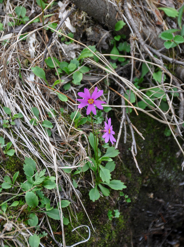 Изображение особи Primula cuneifolia.