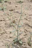 Heliotropium dasycarpum. Бутонизирующее растение. Узбекистан, Бухарская обл., окр. оз. Тудакуль, закреплённые пески. 4 мая 2022 г.