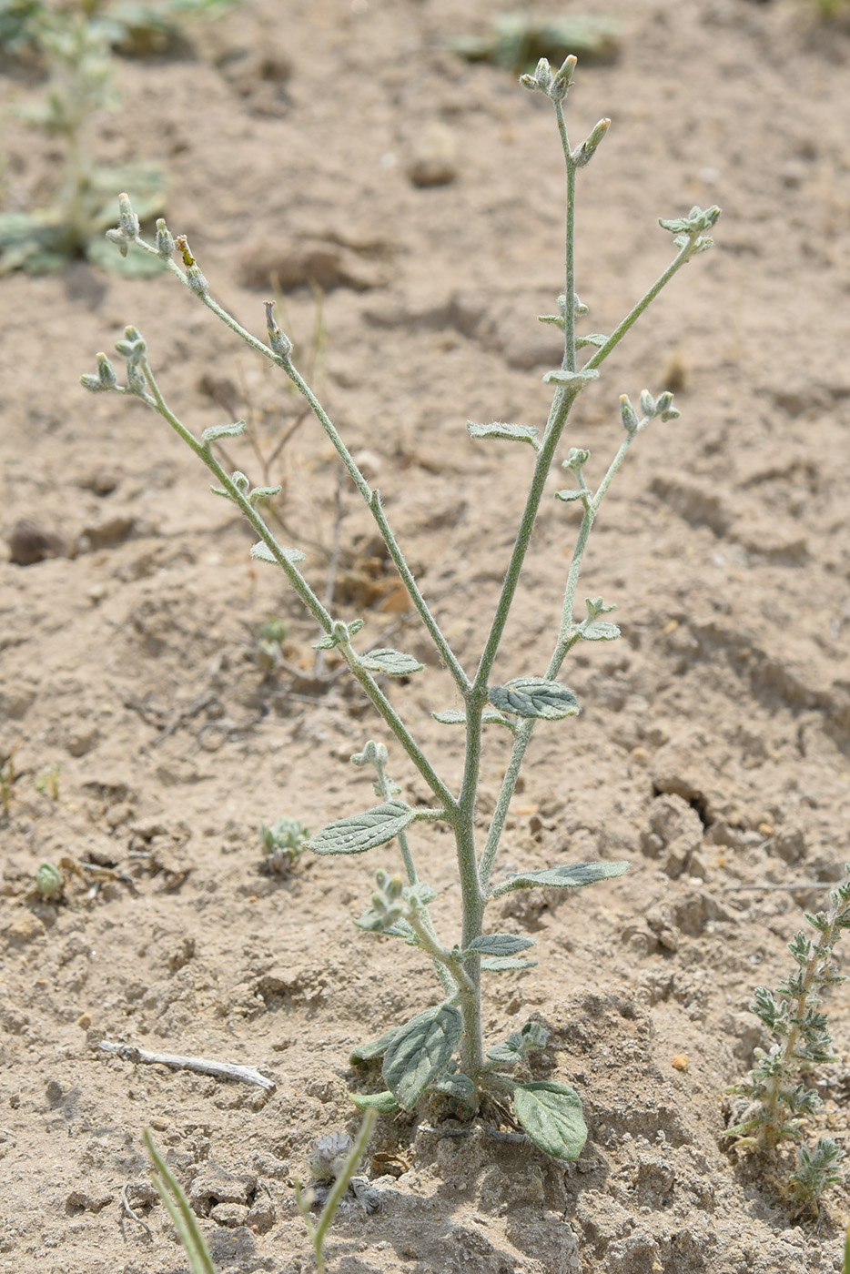 Image of Heliotropium dasycarpum specimen.