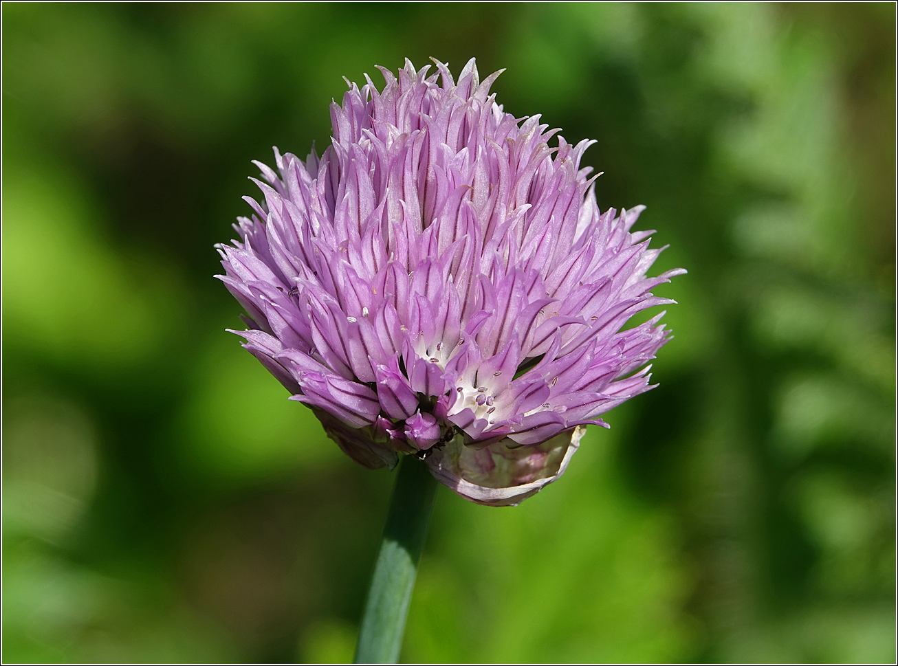 Image of Allium schoenoprasum specimen.