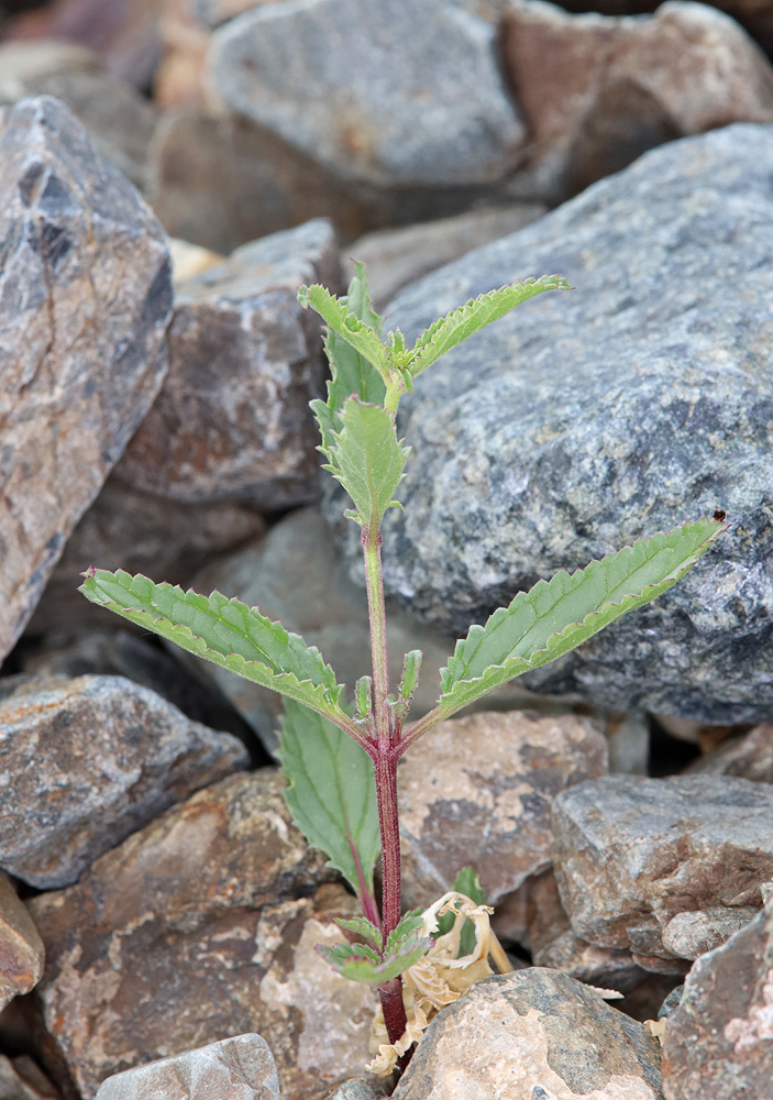 Изображение особи Scrophularia incisa.