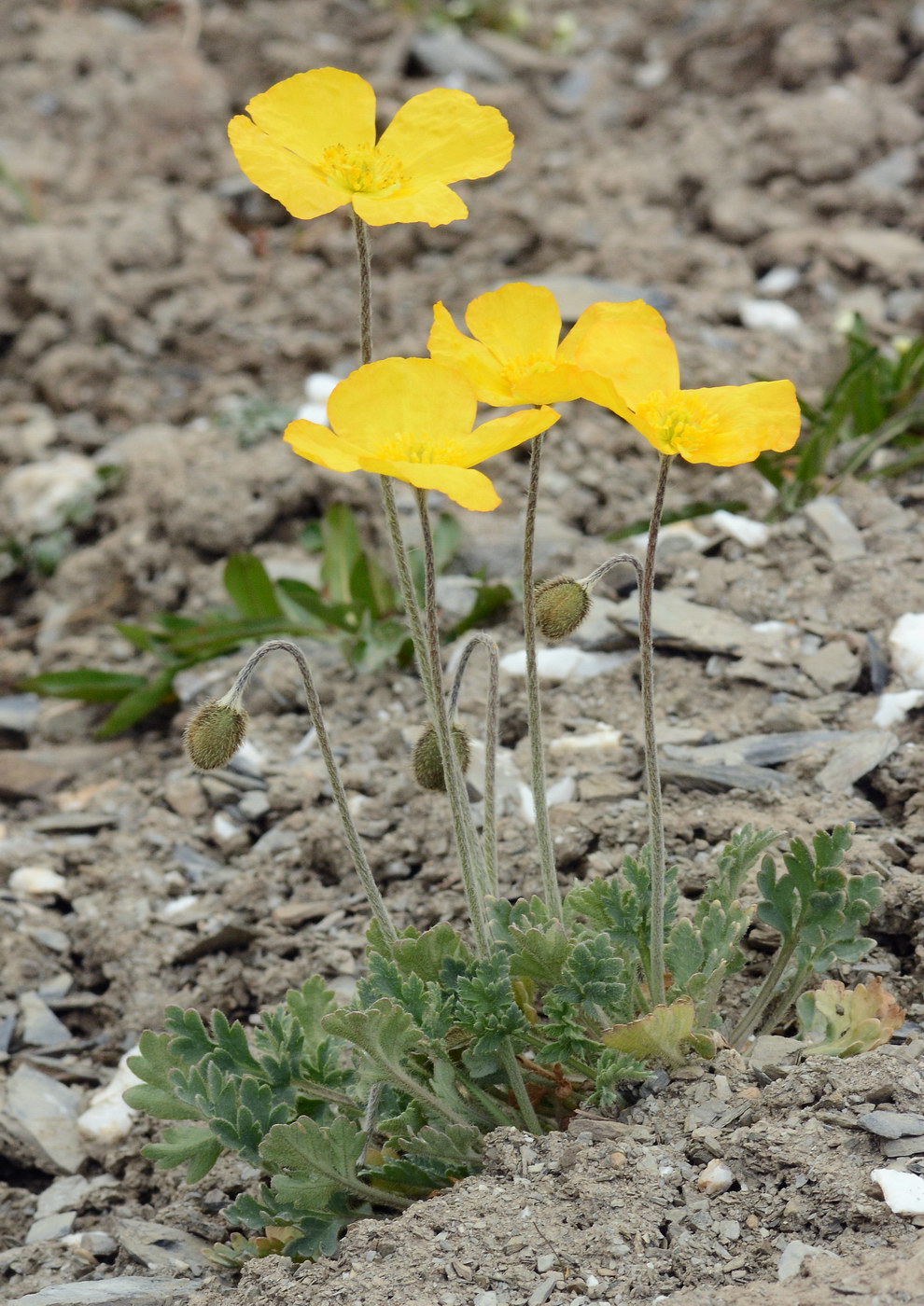 Изображение особи Papaver croceum.