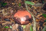 род Rafflesia