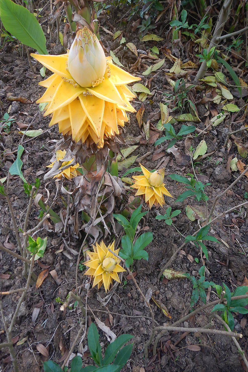 Image of Ensete lasiocarpum specimen.