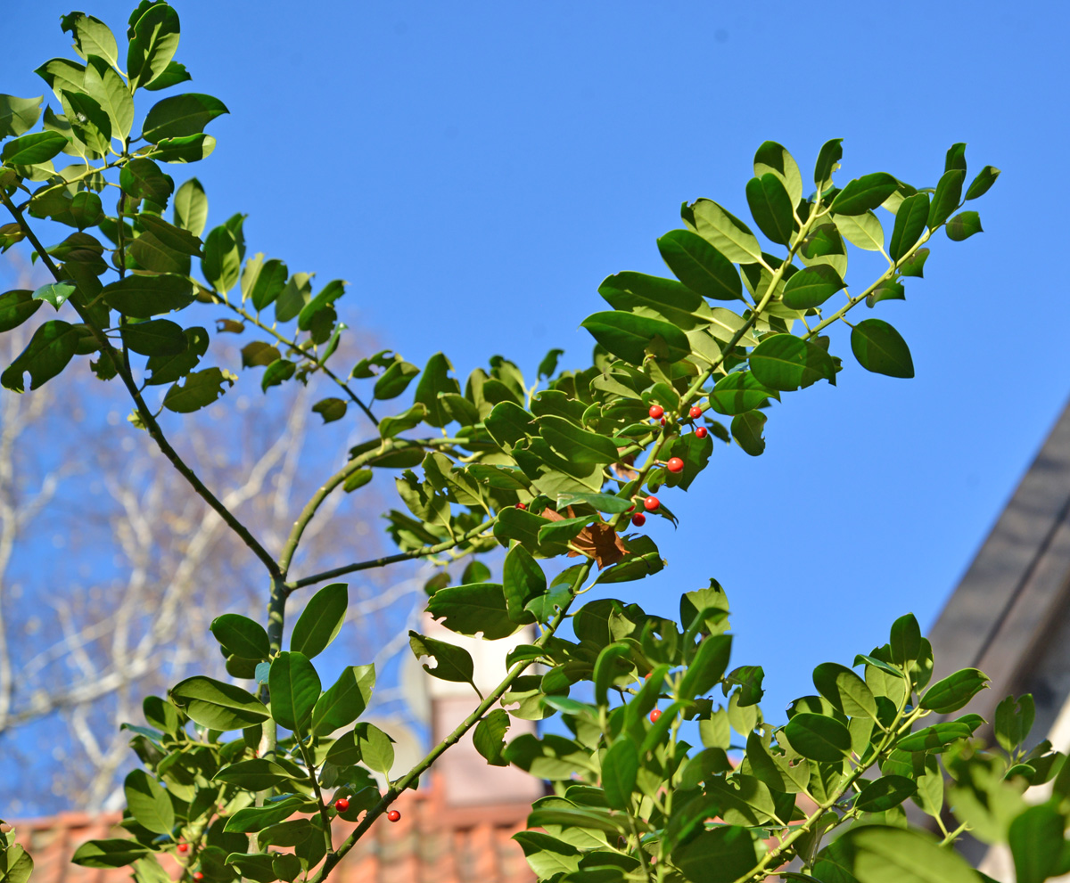 Image of class Magnoliopsida specimen.