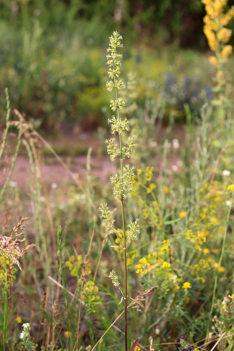 Image of Silene borysthenica specimen.