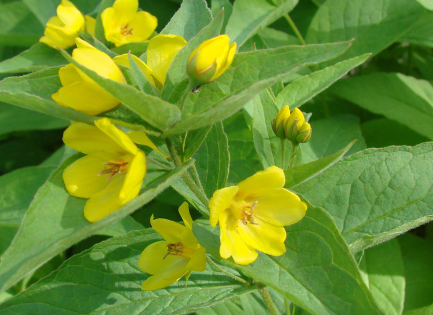 Image of Lysimachia davurica specimen.