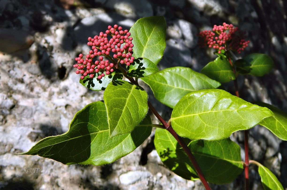 Изображение особи Viburnum tinus.