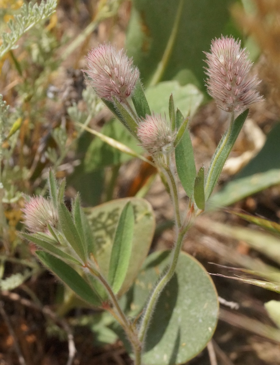 Изображение особи Trifolium arvense.