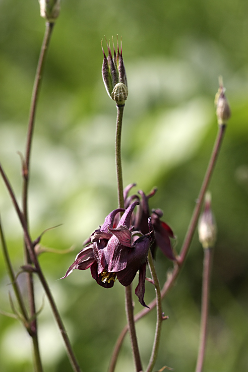 Изображение особи Aquilegia atrovinosa.