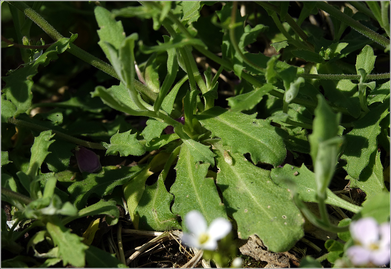 Image of Arabis &times; arendsii specimen.