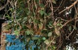 Ficus sycomorus. Верхушки ветвей. Египет, мухафаза Асуан, о-в Элефантина, в культуре. 03.05.2023.